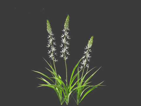 Camassia leichtlinii - Wild Hyacinth 3D Model
