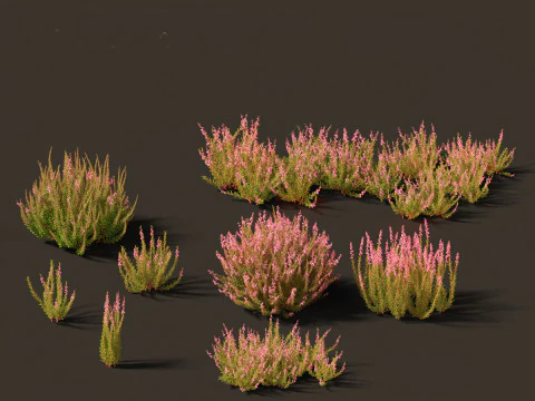 कैलुना वल्गेरिस -स्कॉच हीदर 3D मॉडल