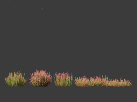 Calluna vulgaris -Scotch heather 3D Model
