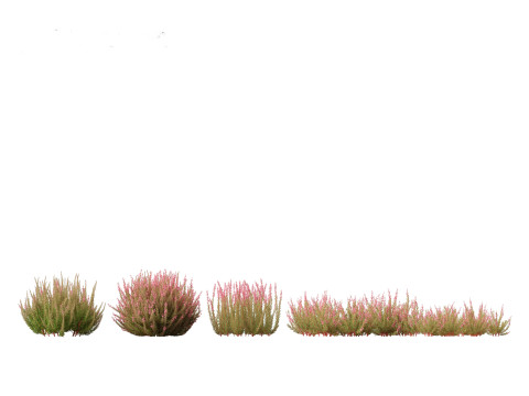 Calluna vulgaris -Scotch heather 3D Model