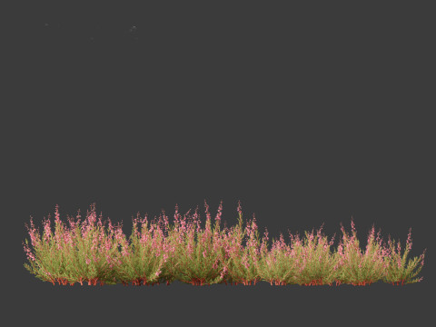 Calluna vulgaris -Scotch heather 3D Model