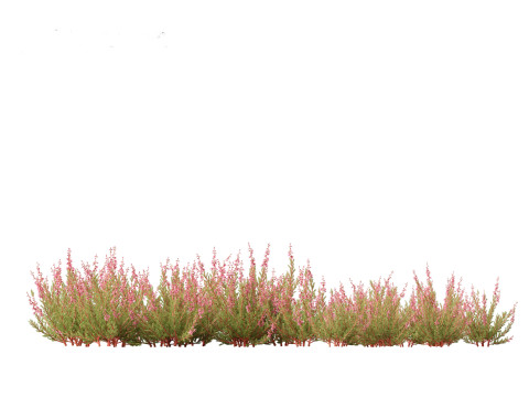 Calluna vulgaris -Scotch heather 3D Model
