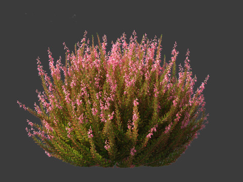 Calluna vulgaris -Scotch heather 3D Model