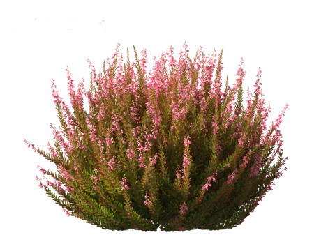 Calluna vulgaris -Scotch heather 3D Model