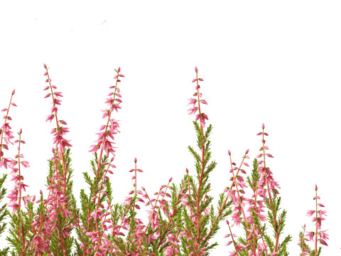 Calluna vulgaris -Scotch heather 3D Model