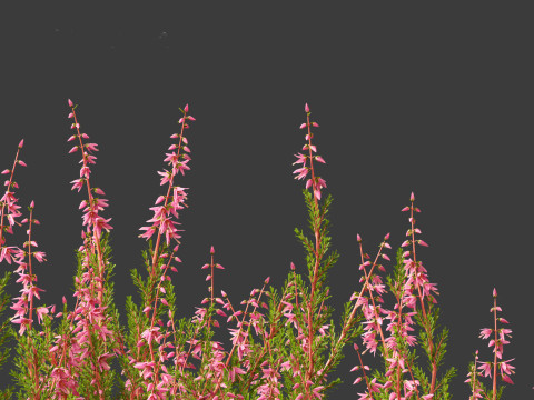 Calluna vulgaris -Scotch heather 3D Model