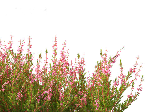 Calluna vulgaris -Scotch heather 3D Model