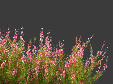 Calluna vulgaris -Scotch heather 3D Model