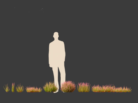 Calluna vulgaris -Scotch heather 3D Model