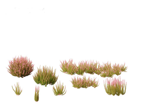 Calluna vulgaris -Scotch heather 3D Model