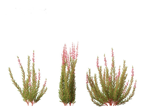Calluna vulgaris -Scotch heather 3D Model