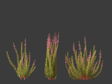 Calluna vulgaris -Scotch heather 3D Model