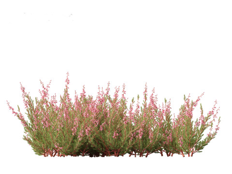 Calluna vulgaris -Scotch heather 3D Model