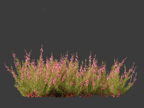 Calluna vulgaris -Scotch heather 3D Model