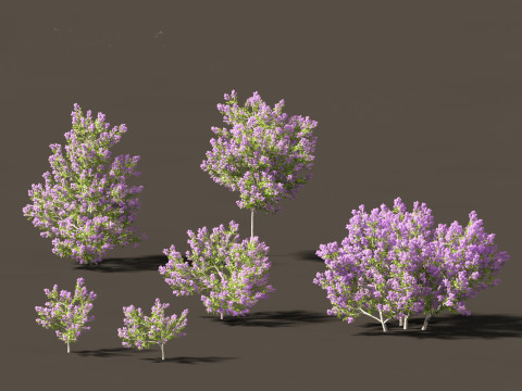 Californian lilac - soap bush 3D Model