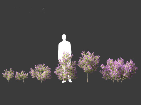 Californian lilac - soap bush 3D Model