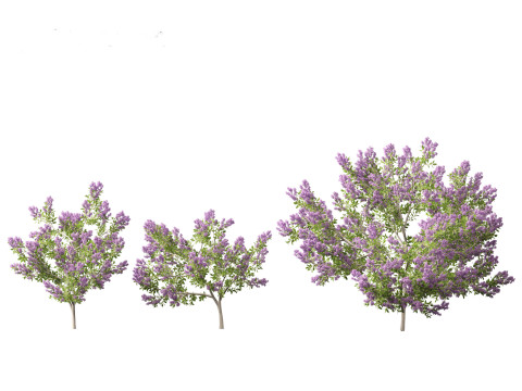 Californian lilac - soap bush 3D Model