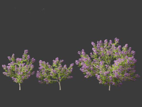 Californian lilac - soap bush 3D Model