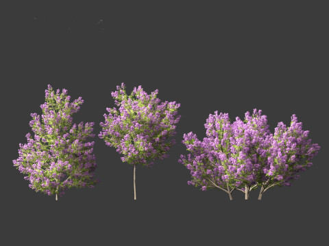 Californian lilac - soap bush 3D Model