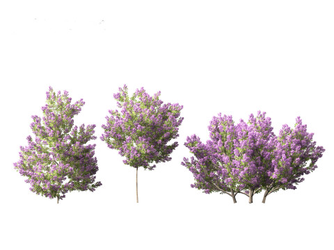 Californian lilac - soap bush 3D Model