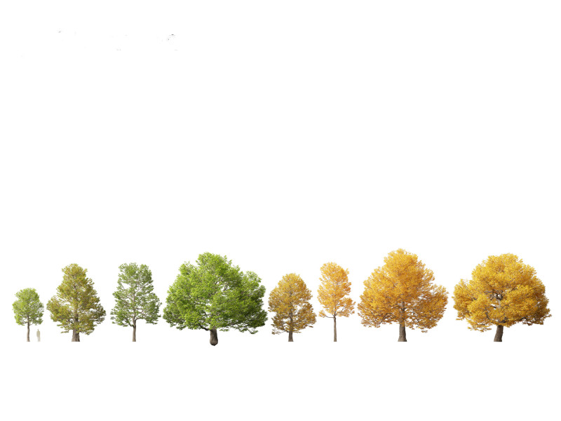 Castanea dentata - American chesnut Model 3D .c4d .max .obj .3ds .fbx .stl .blend 