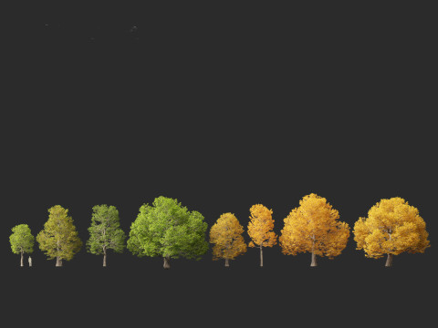 Castanea dentata - American chesnut Model 3D