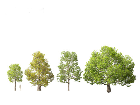 Castanea dentata - American chesnut Model 3D