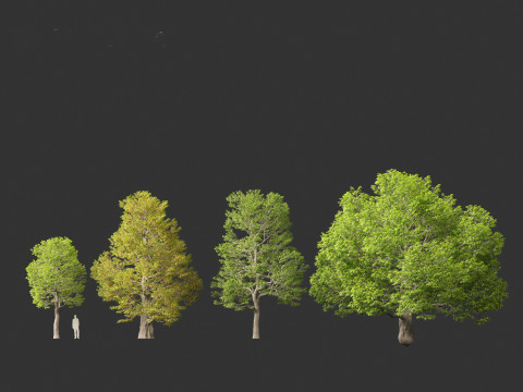 Castanea dentata - American chesnut Model 3D