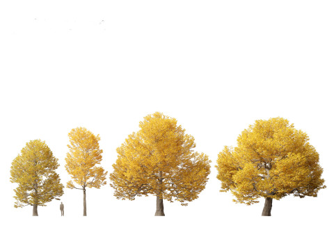 Castanea dentata - American chesnut Model 3D