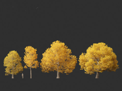 Castanea dentata - American chesnut Model 3D