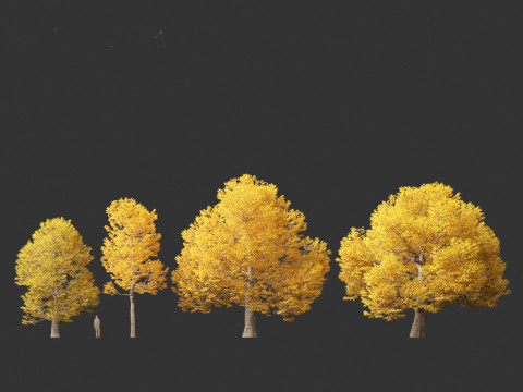 Castanea dentata - American chesnut Model 3D