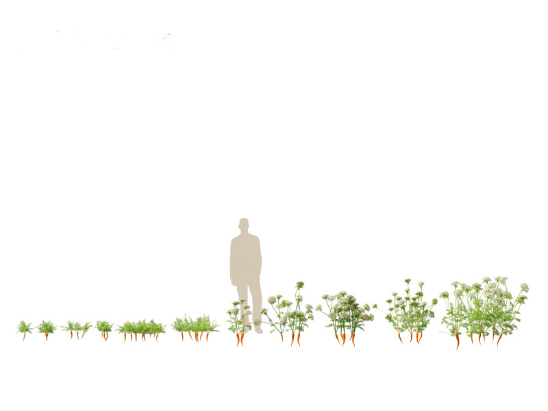 Carrot - Daucus carota Modelo 3D .c4d .max .obj .3ds .fbx .stl .blend 