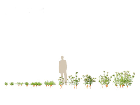 Carrot - Daucus carota 3D Модель