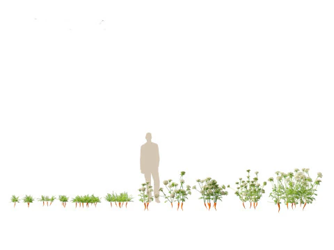 Karotte - Daucus carota 3D Modell