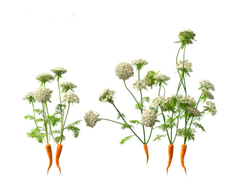Carrot - Daucus carota 3D Model