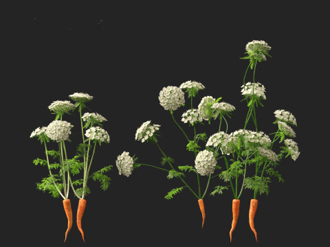 Carrot - Daucus carota Modelo 3D