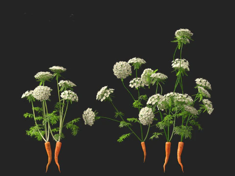Carrot - Daucus carota 3D Model