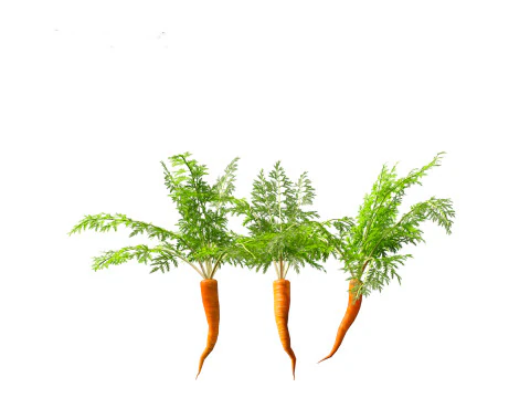 Carrot - Daucus carota 3D Model