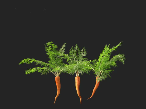 Carrot - Daucus carota 3D Model