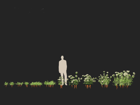 Carrot - Daucus carota Modelo 3D