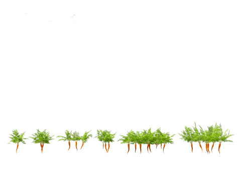Carrot - Daucus carota Modelo 3D