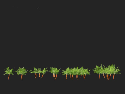 Carrot - Daucus carota 3D Model