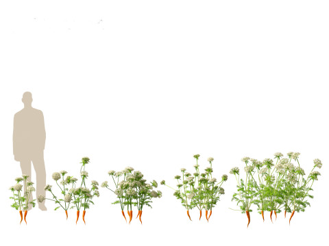 Carrot - Daucus carota Modelo 3D