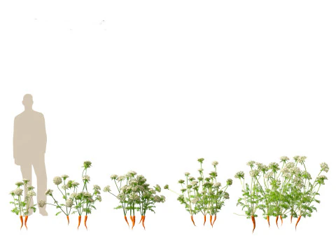 Carrot - Daucus carota 3D Model