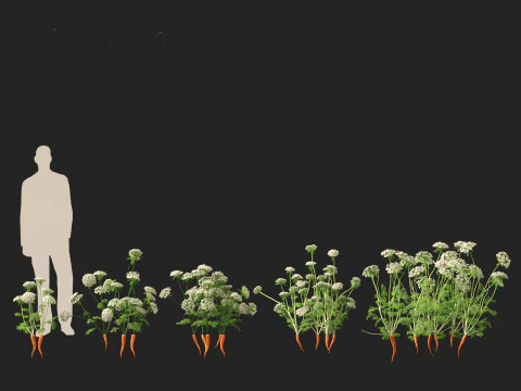 Carrot - Daucus carota 3D Model