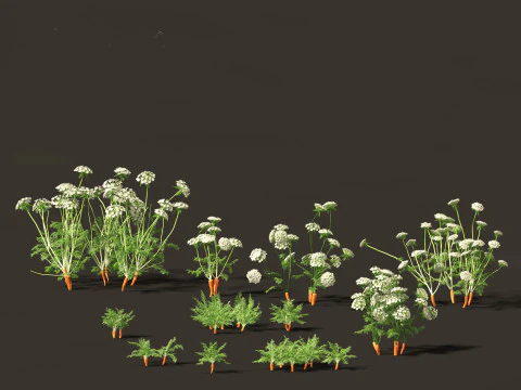 Carrot - Daucus carota 3D Model