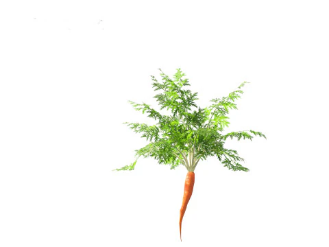 Carrot - Daucus carota 3D Model