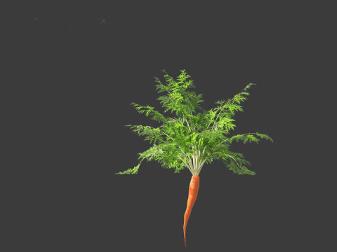 Carrot - Daucus carota 3D Model