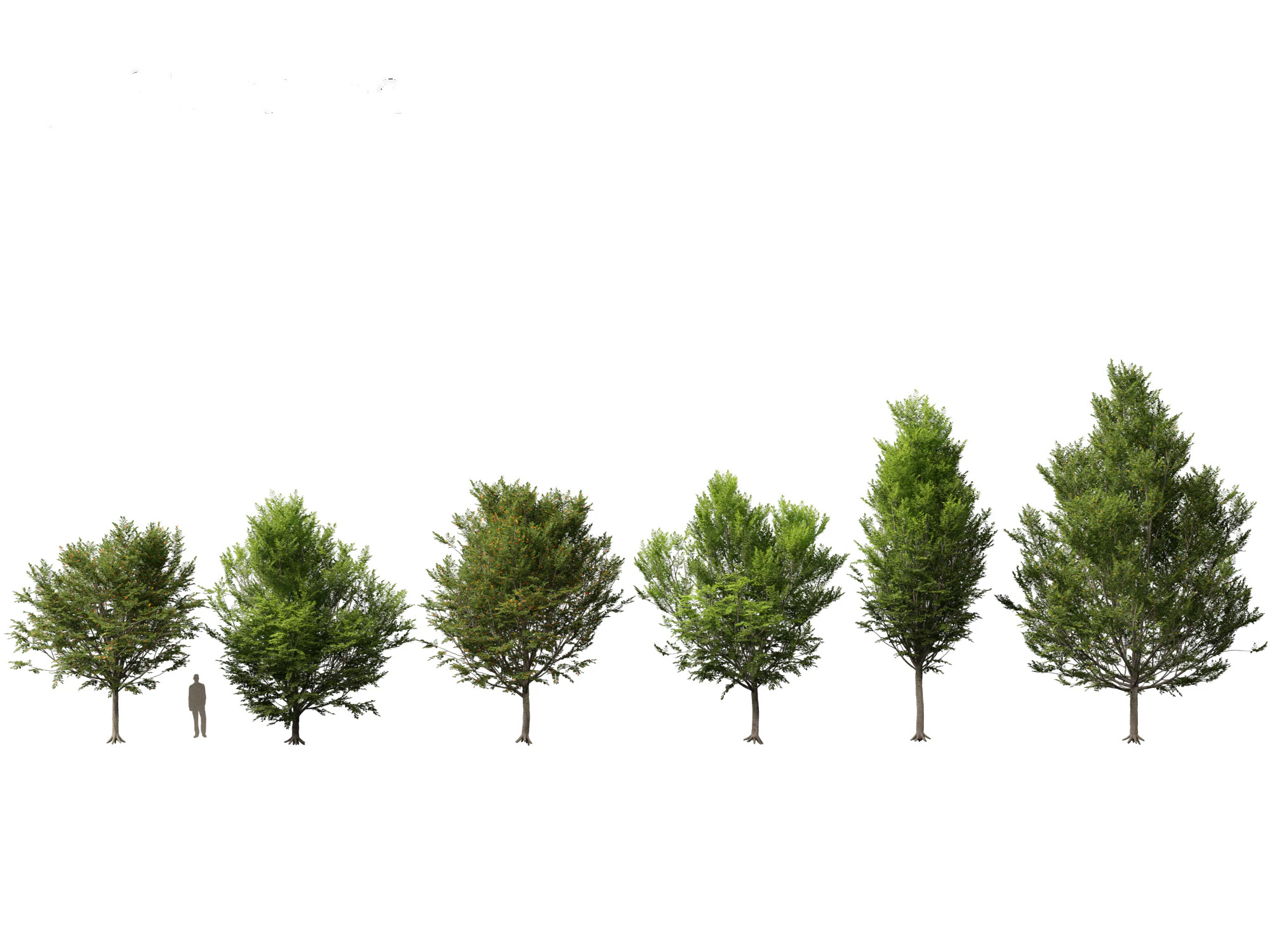 Carpinus caroliniana - American hornbeam 01 3D Model .c4d .max .obj .3ds .fbx .stl .blend