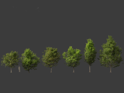 Carpinus caroliniana - American hornbeam 01 3D-Modell